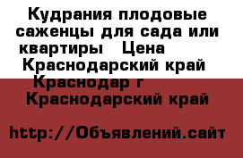 Кудрания-плодовые саженцы для сада или квартиры › Цена ­ 300 - Краснодарский край, Краснодар г.  »    . Краснодарский край